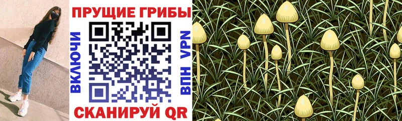 даркнет сайт Славянск-на-Кубани Псилоцибиновые грибы Cubensis