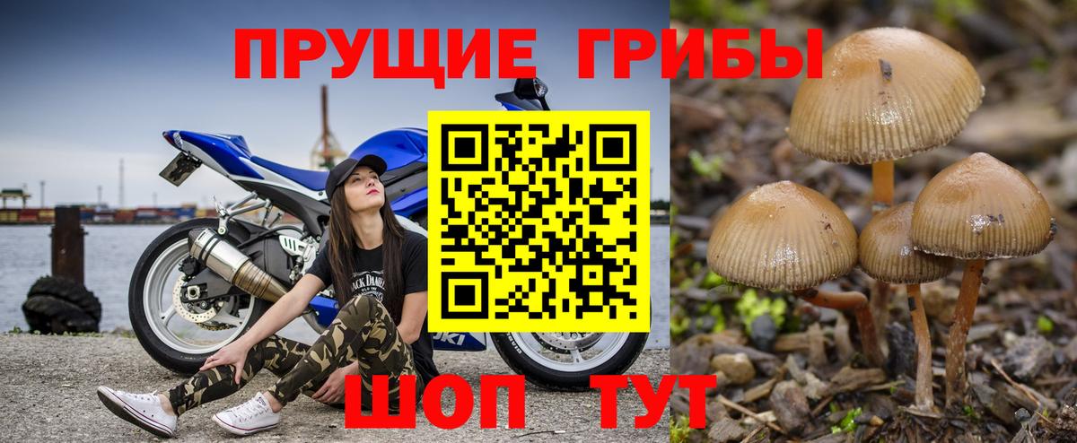 Псилоцибиновые грибы прущие грибы Славянск-на-Кубани